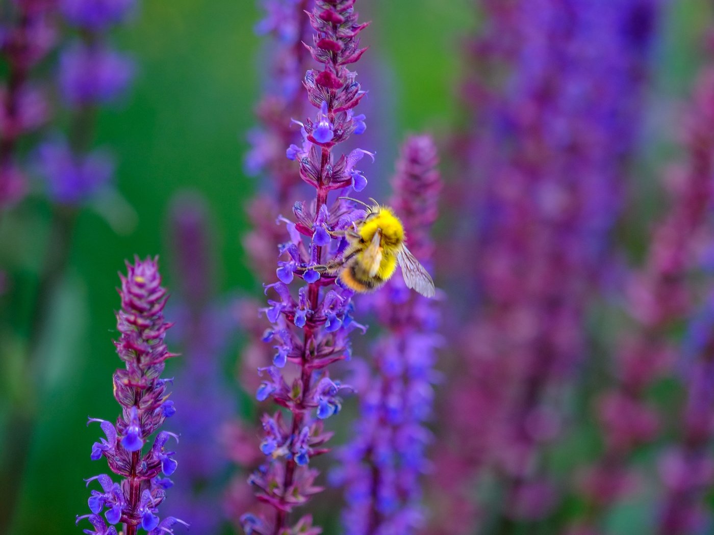 Обои цветы, насекомое, пчела, шалфей, jazzmatica, flowers, insect, bee, sage разрешение 4896x2760 Загрузить