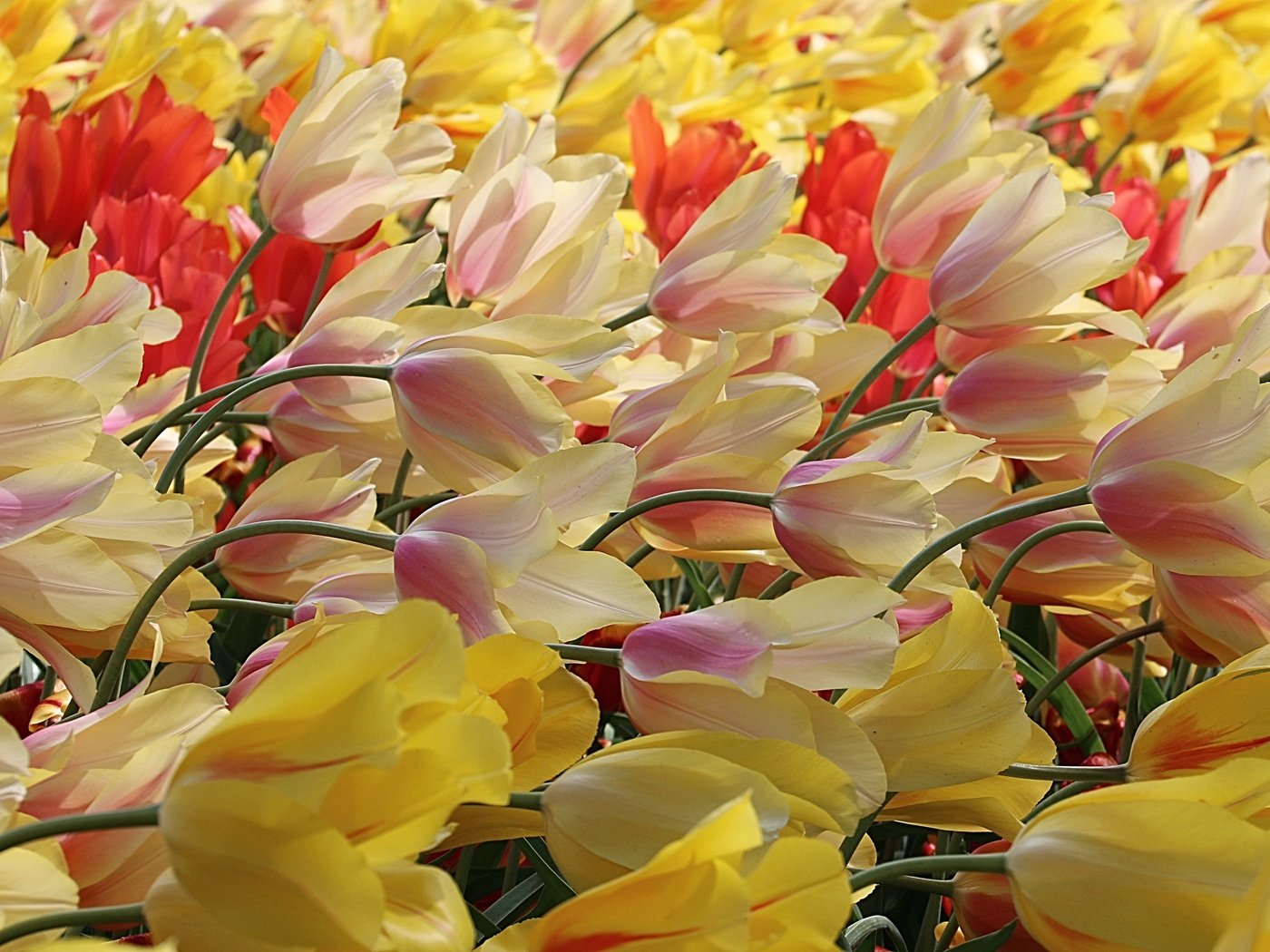 Обои цветы, природа, тюльпаны, flowers, nature, tulips разрешение 3648x2188 Загрузить
