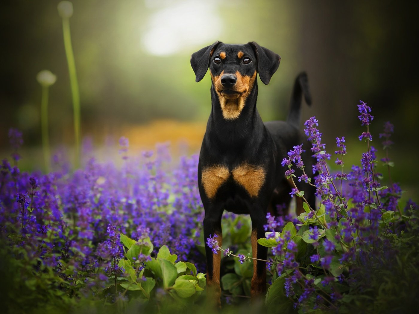 Обои цветы, собака, боке, tinkerbell, доберман-пинчер, flowers, dog, bokeh, doberman pinscher разрешение 2048x1342 Загрузить