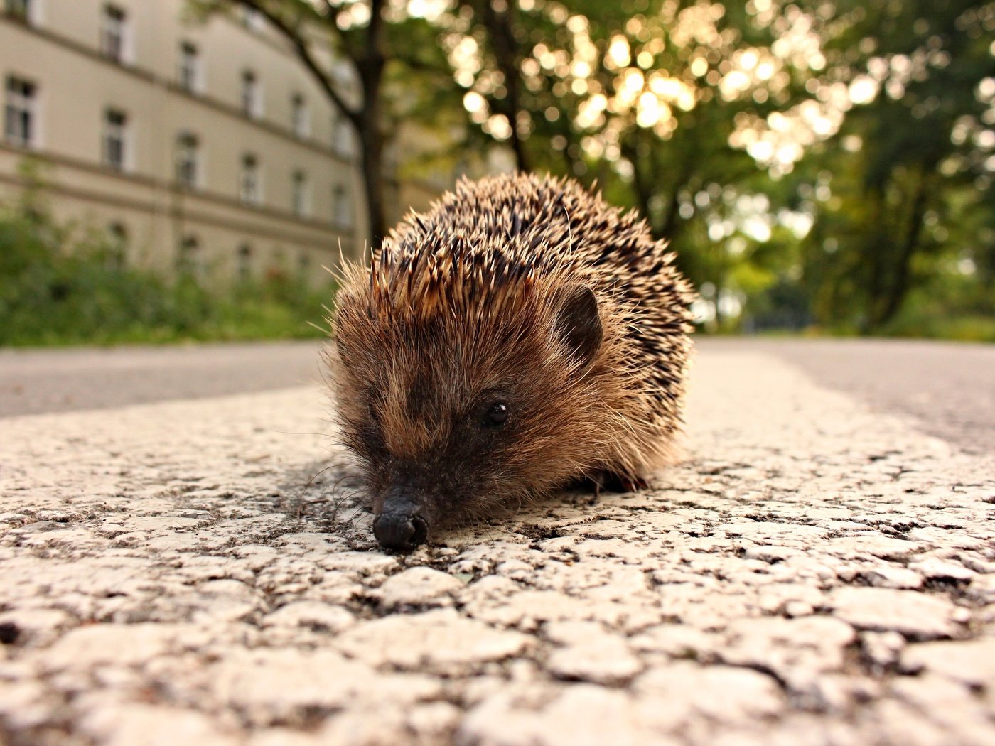 Обои дорога, город, животное, ежик, еж, road, the city, animal, hedgehog разрешение 5184x3456 Загрузить