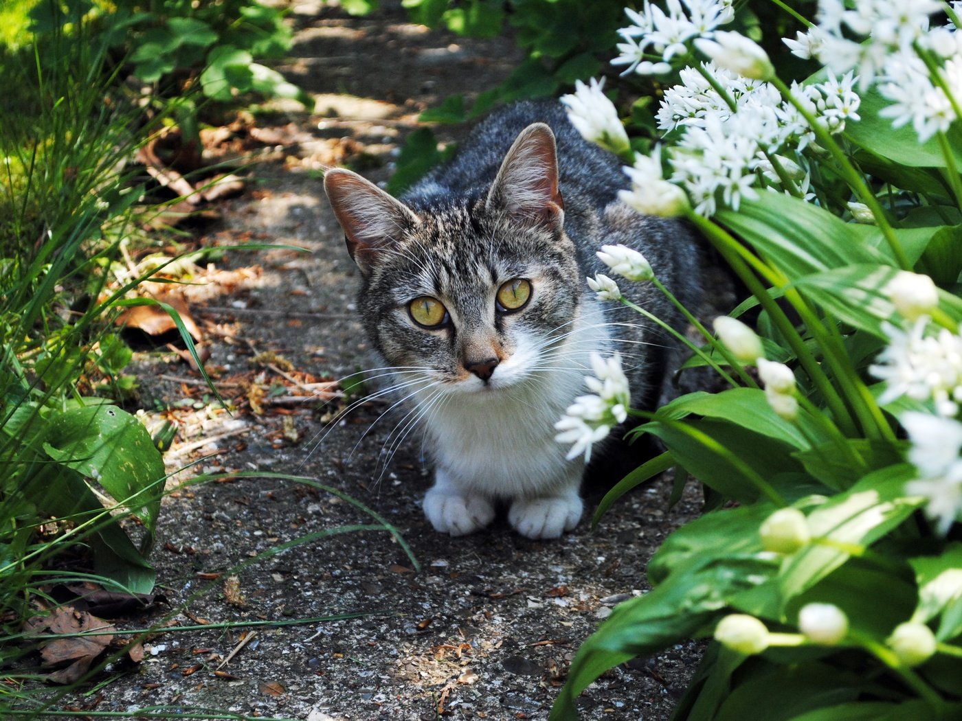 Обои цветы, трава, природа, кот, кошка, взгляд, домашнее животное, flowers, grass, nature, cat, look, pet разрешение 3872x2592 Загрузить