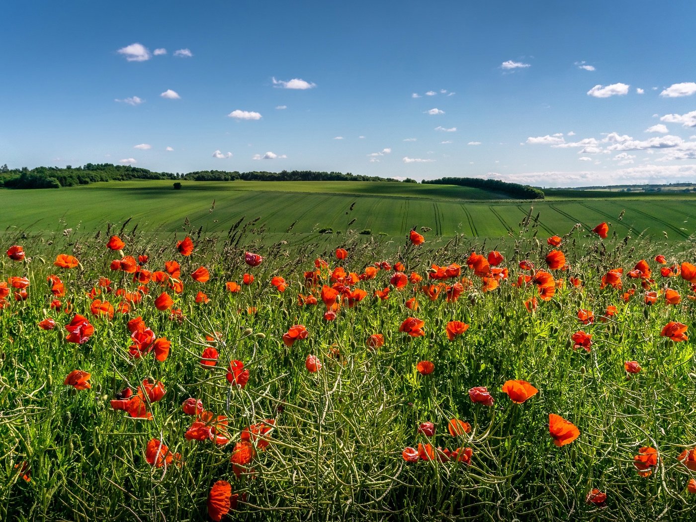 Обои небо, цветы, облака, солнце, зелень, поля, красные, маки, the sky, flowers, clouds, the sun, greens, field, red, maki разрешение 3000x1702 Загрузить