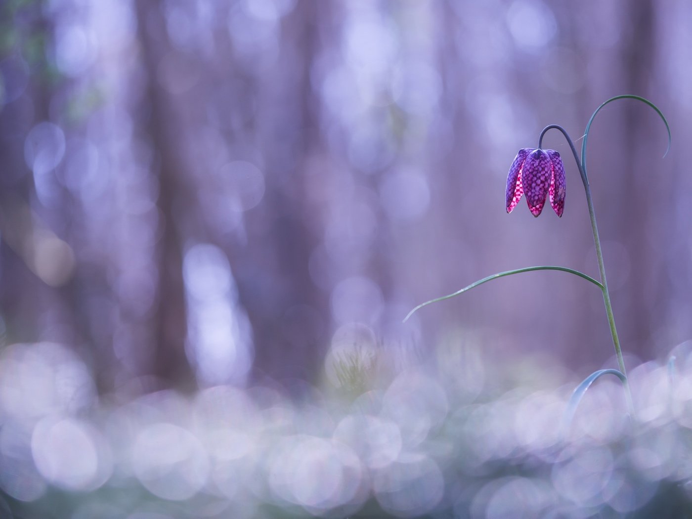 Обои природа, фон, цветок, рябчик шахматный, nature, background, flower, grouse chess разрешение 2560x1623 Загрузить