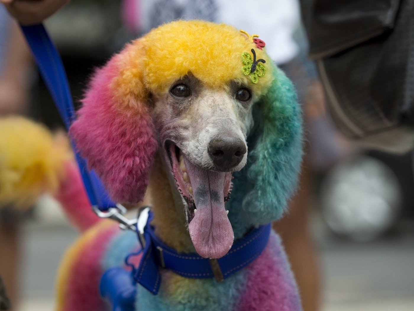 Рио де Жанейро карнавал собака