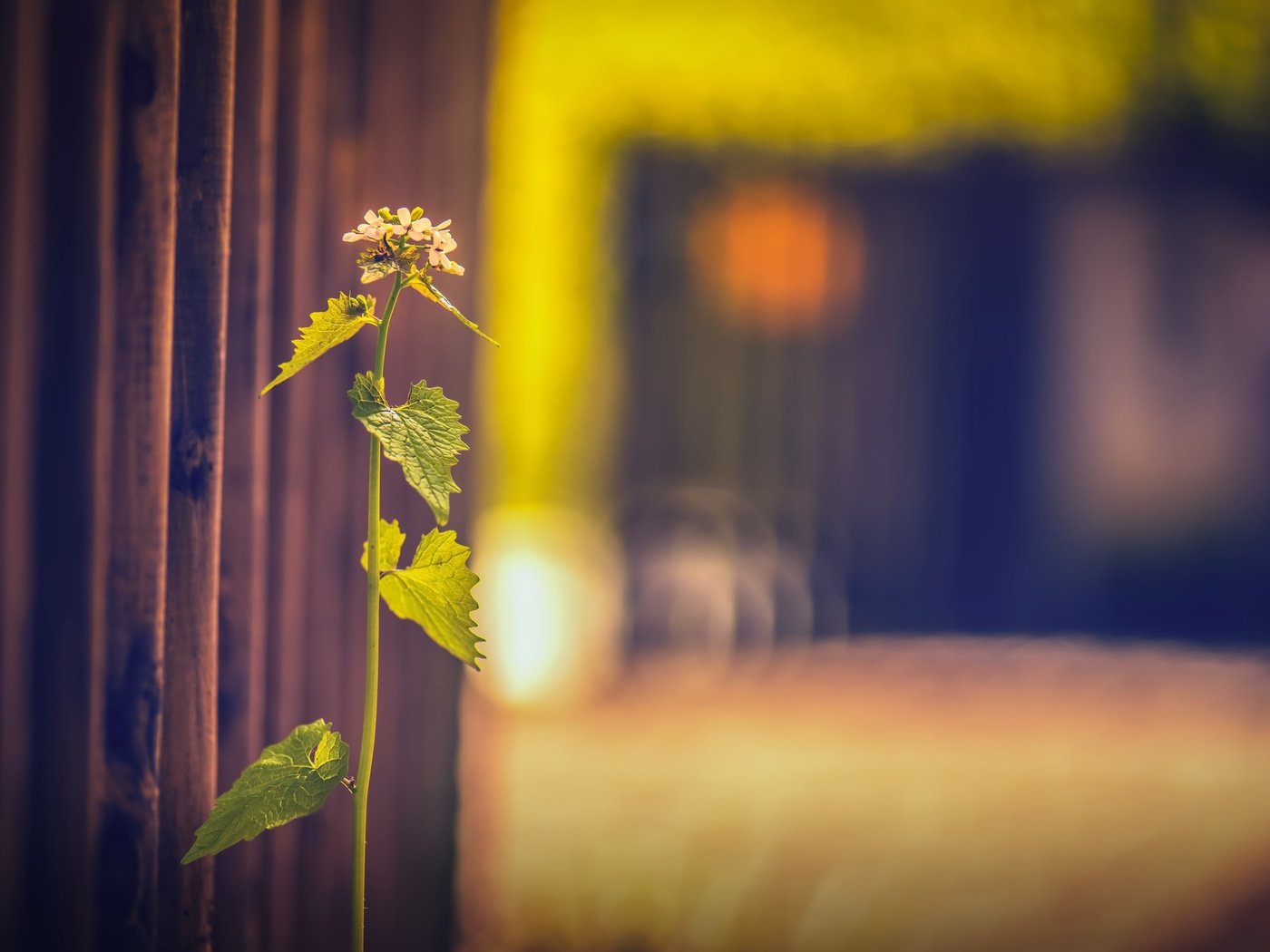 Обои трава, фон, забор, размытость, растение, grass, background, the fence, blur, plant разрешение 2560x1607 Загрузить