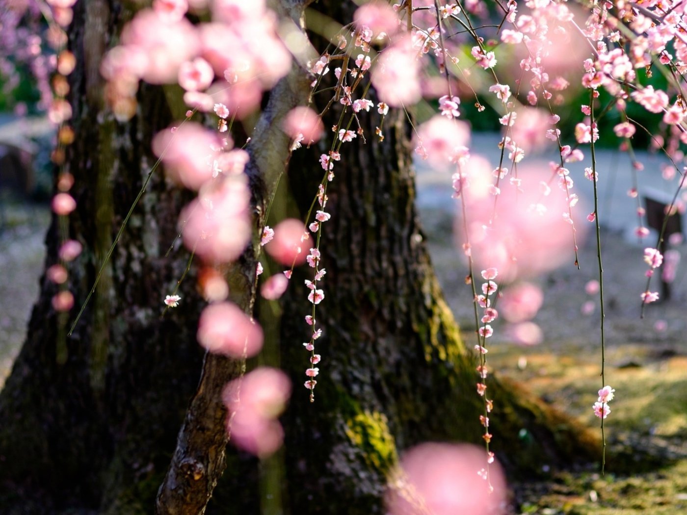 Обои природа, дерево, цветение, весна, сакура, nature, tree, flowering, spring, sakura разрешение 1920x1080 Загрузить