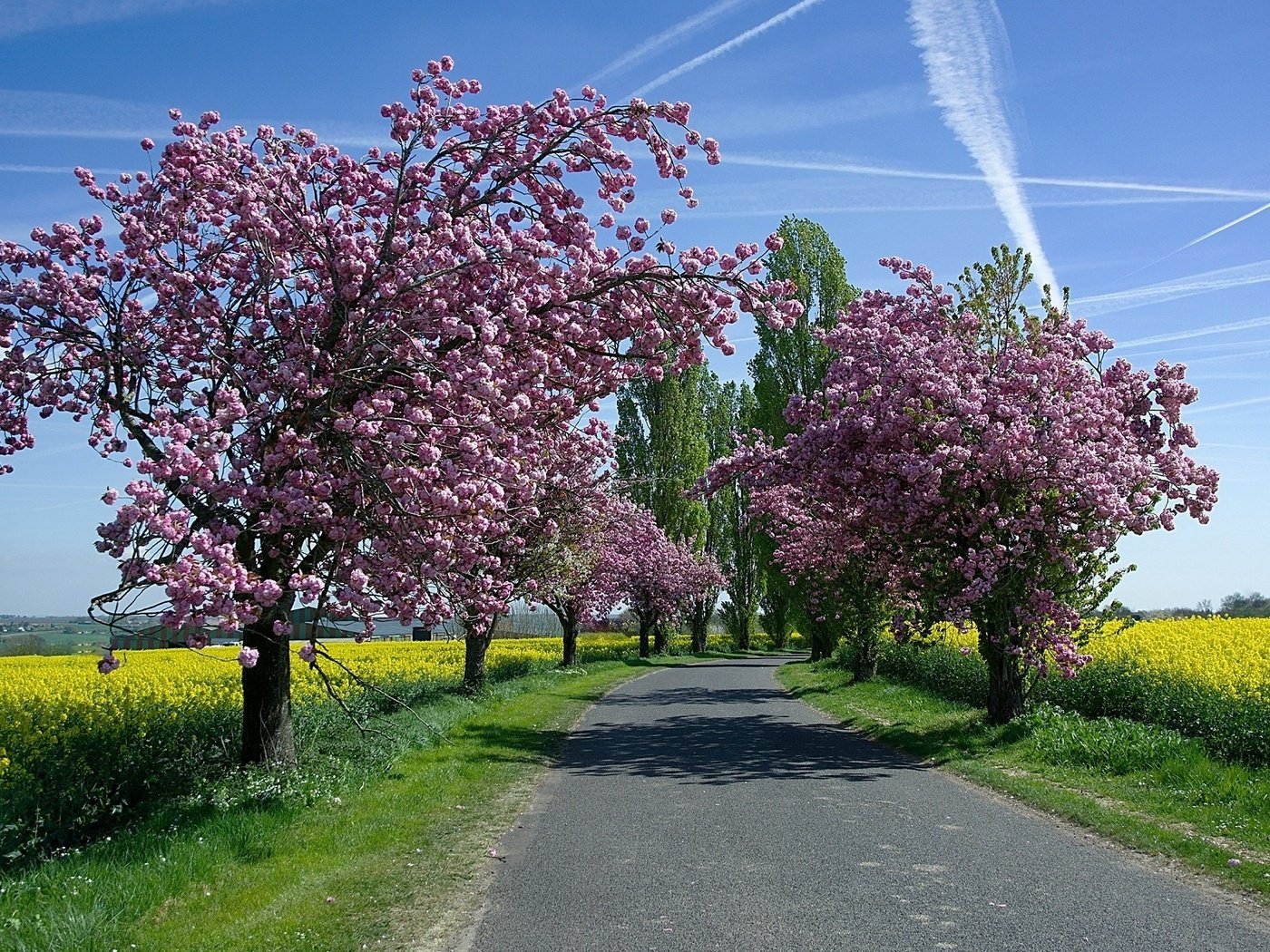 Обои небо, дорога, деревья, солнце, цветение, поля, весна, рапс, the sky, road, trees, the sun, flowering, field, spring, rape разрешение 1920x1200 Загрузить