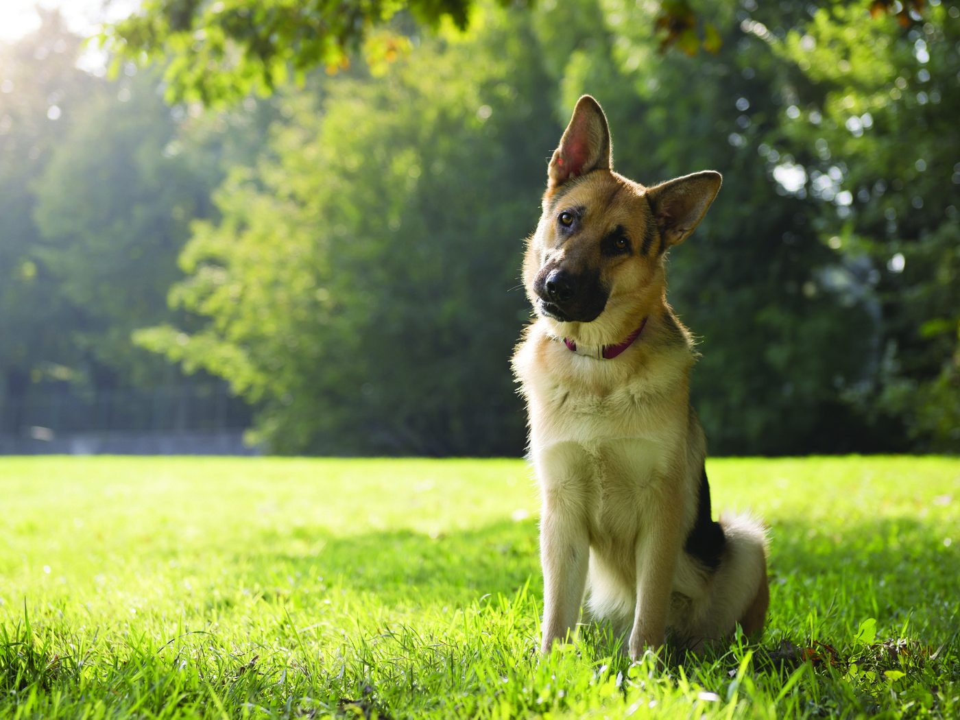 Обои трава, парк, собака, немецкая овчарка, овчарка, grass, park, dog, german shepherd, shepherd разрешение 3840x2400 Загрузить