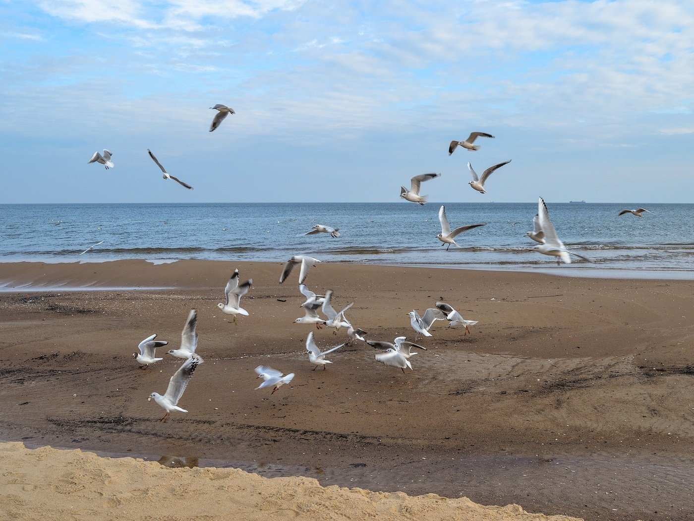 Обои море, полет, пляж, крылья, птицы, чайки, sea, flight, beach, wings, birds, seagulls разрешение 1920x1276 Загрузить