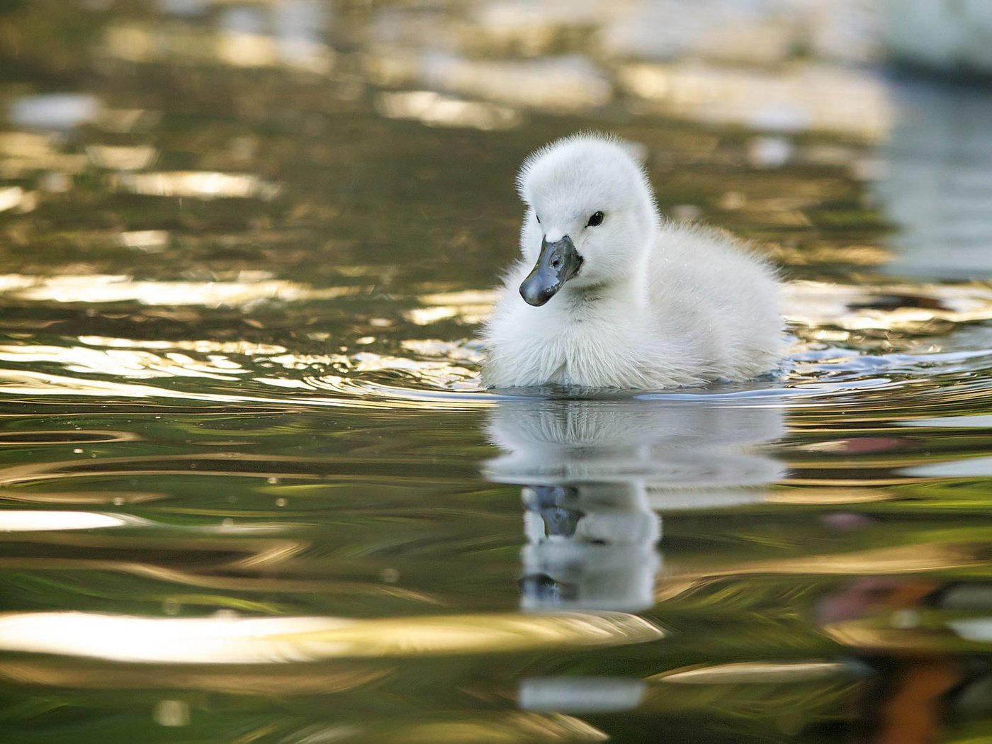 Обои вода, птенец, отражение, птица, малыш, лебедь, лебедёнок, water, chick, reflection, bird, baby, swan, lebedenko разрешение 1920x1200 Загрузить