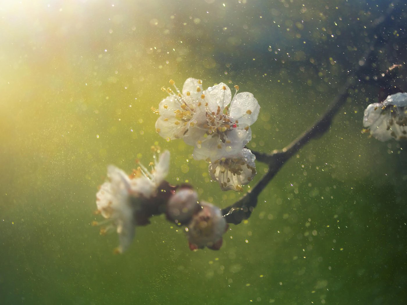 Обои ветка, природа, цветение, фон, размытость, весна, branch, nature, flowering, background, blur, spring разрешение 1920x1200 Загрузить