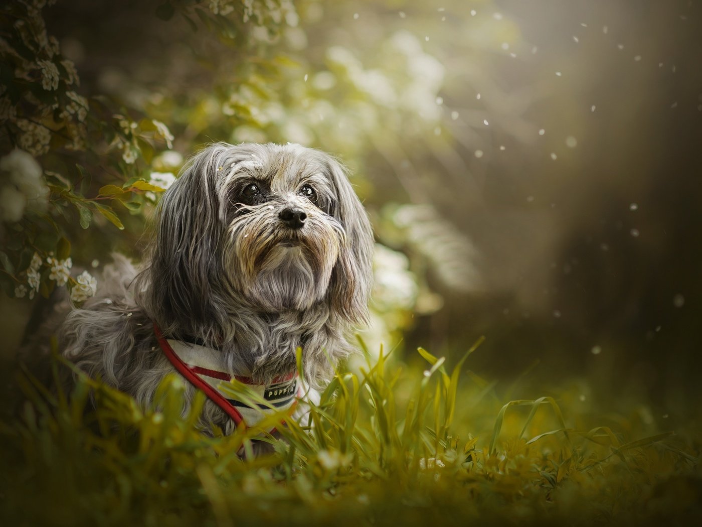 Обои трава, собака, боке, гаванский бишон, shanti, grass, dog, bokeh, the havanese разрешение 2048x1298 Загрузить