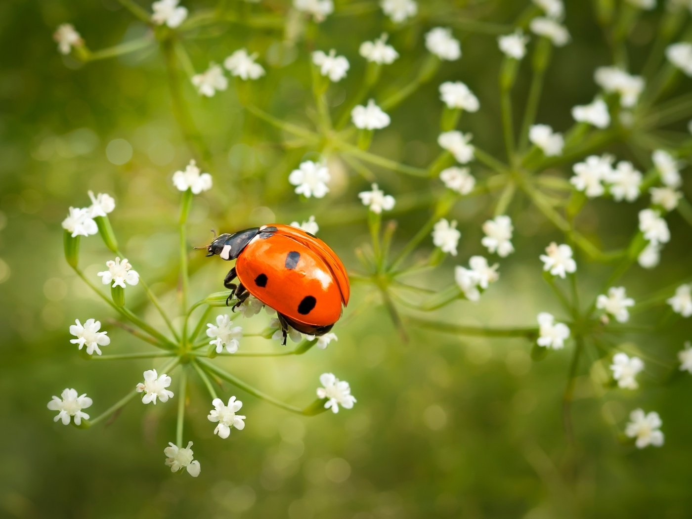 Обои цветы, насекомое, божья коровка, крупный план, flowers, insect, ladybug, close-up разрешение 2500x1569 Загрузить