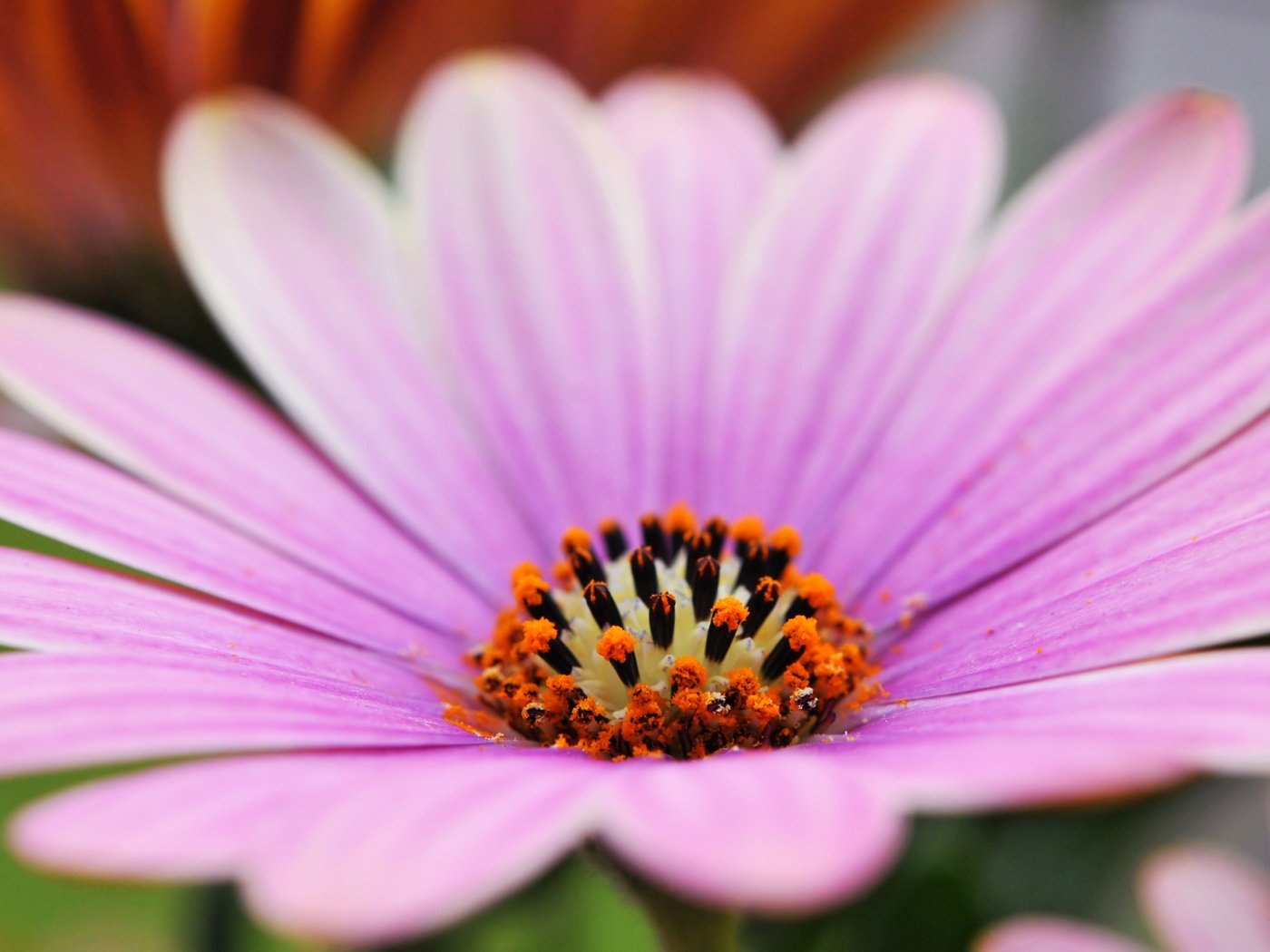 Обои макро, цветок, лепестки, остеоспермум, macro, flower, petals, osteospermum разрешение 3840x2400 Загрузить