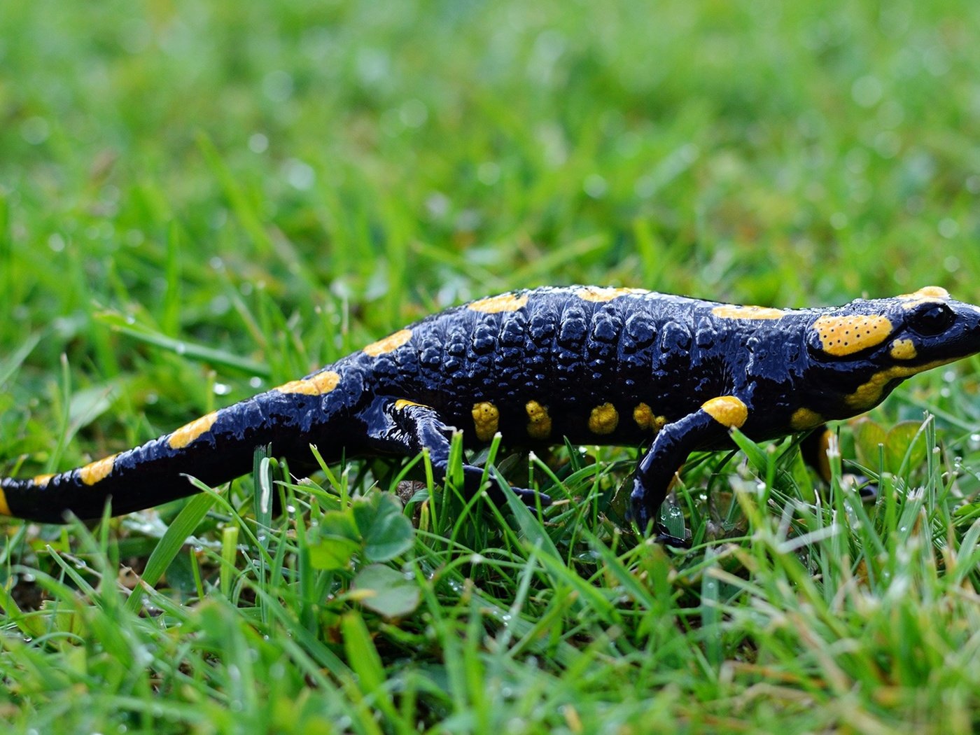 Обои трава, саламандра, земноводные, grass, salamander, amphibians разрешение 3840x2160 Загрузить