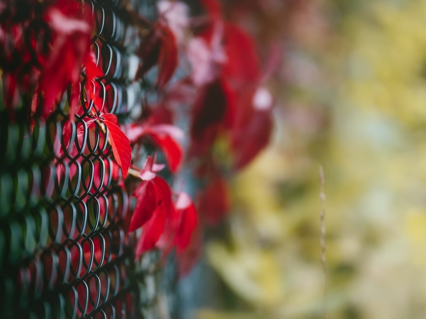 Обои листья, макро, осень, забор, сетка, leaves, macro, autumn, the fence, mesh разрешение 1920x1080 Загрузить