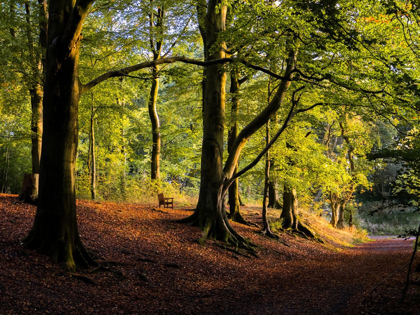 Обои дорога, деревья, природа, лес, парк, осень, road, trees, nature, forest, park, autumn разрешение 1920x1200 Загрузить