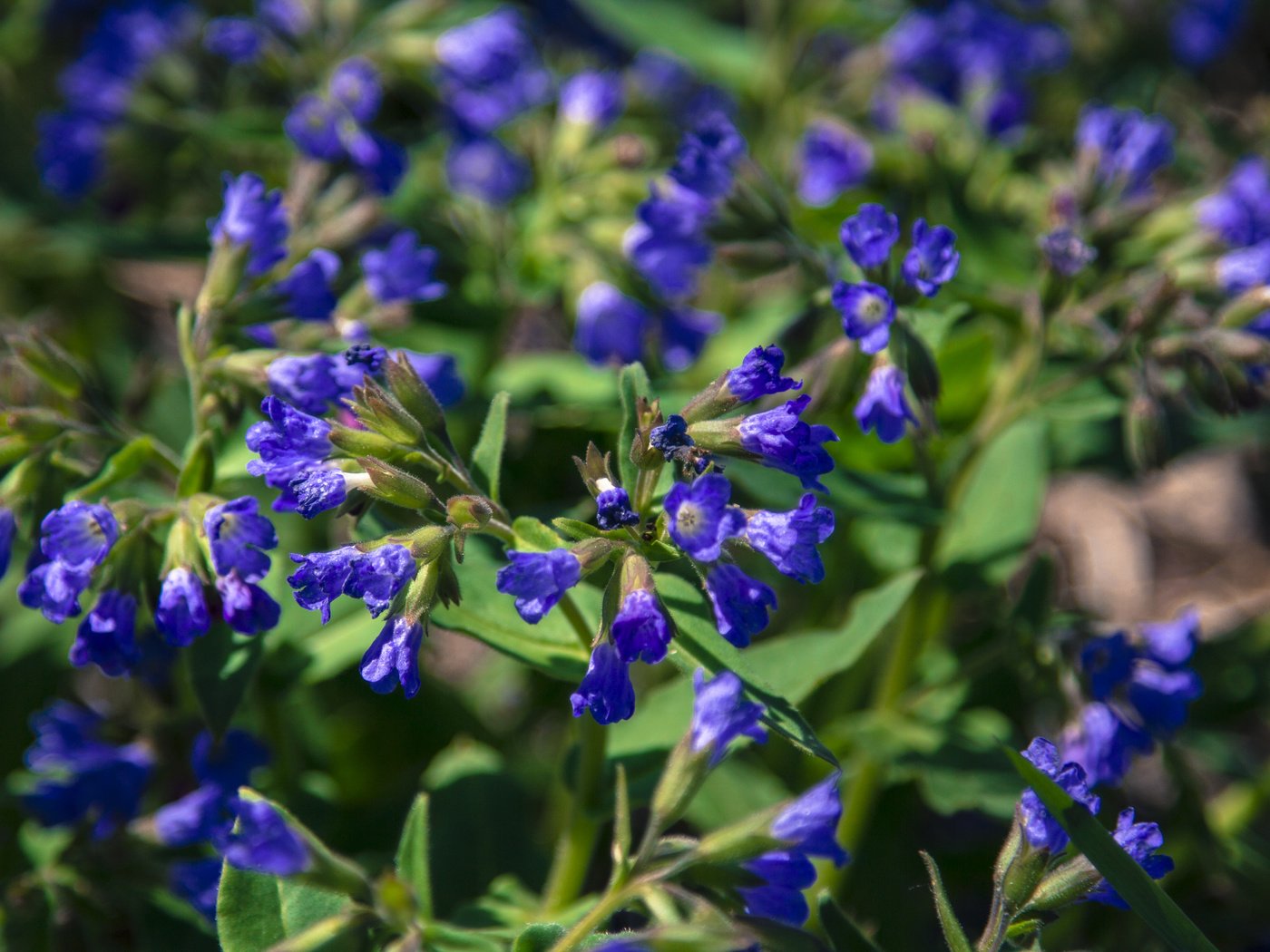 Обои цветы, полевые цветы, медуница, flowers, wildflowers, lungwort разрешение 5184x3456 Загрузить