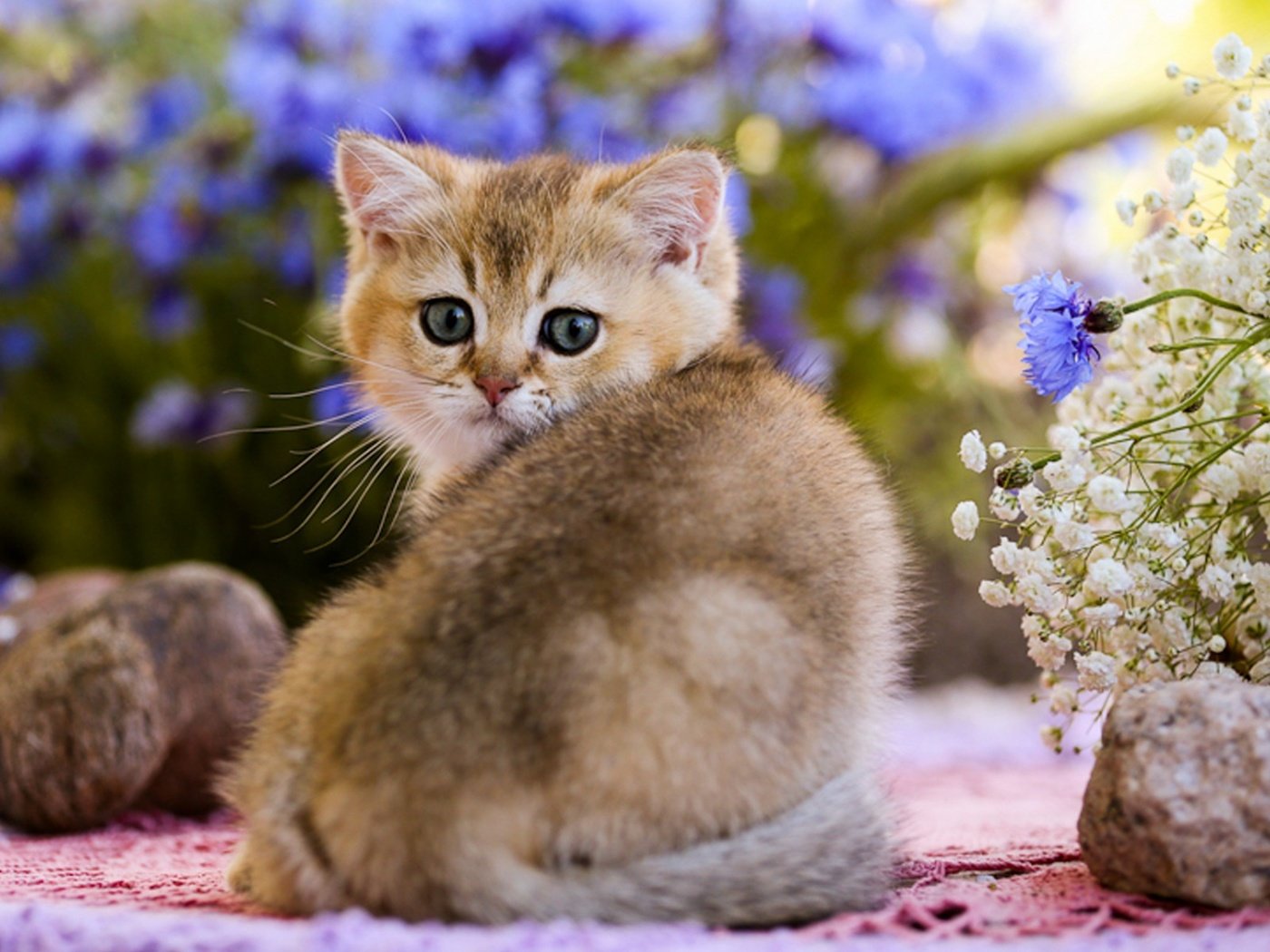 Обои глаза, цветы, камни, кот, кошка, взгляд, котенок, детеныш, eyes, flowers, stones, cat, look, kitty, cub разрешение 1920x1200 Загрузить