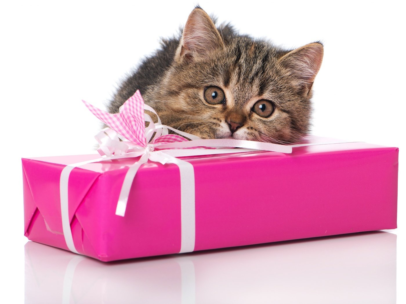 Обои глаза, кот, кошка, взгляд, котенок, подарок, eyes, cat, look, kitty, gift разрешение 2880x1800 Загрузить