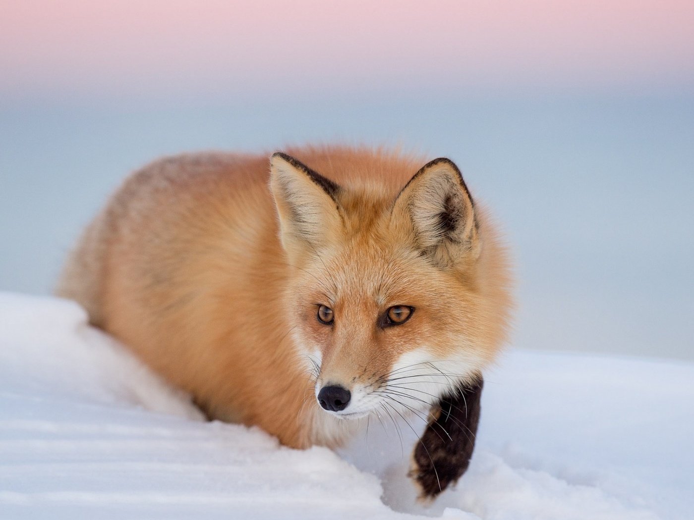 Обои глаза, снег, зима, взгляд, лиса, лисица, eyes, snow, winter, look, fox разрешение 1920x1200 Загрузить