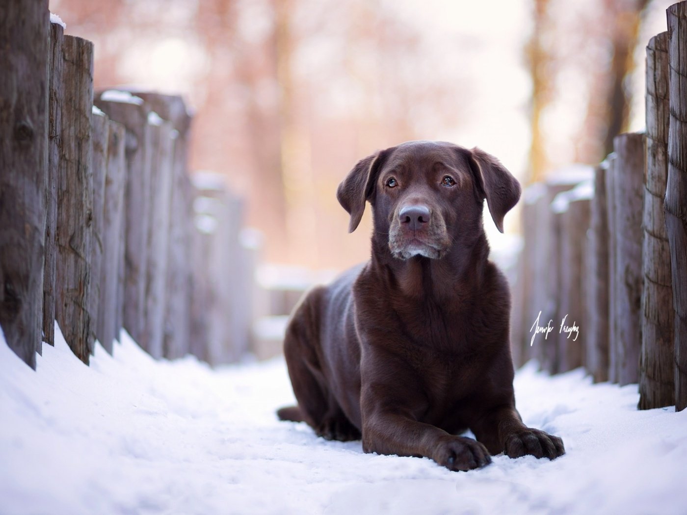 Обои зима, взгляд, собака, лабрадор, ретривер, winter, look, dog, labrador, retriever разрешение 1920x1200 Загрузить