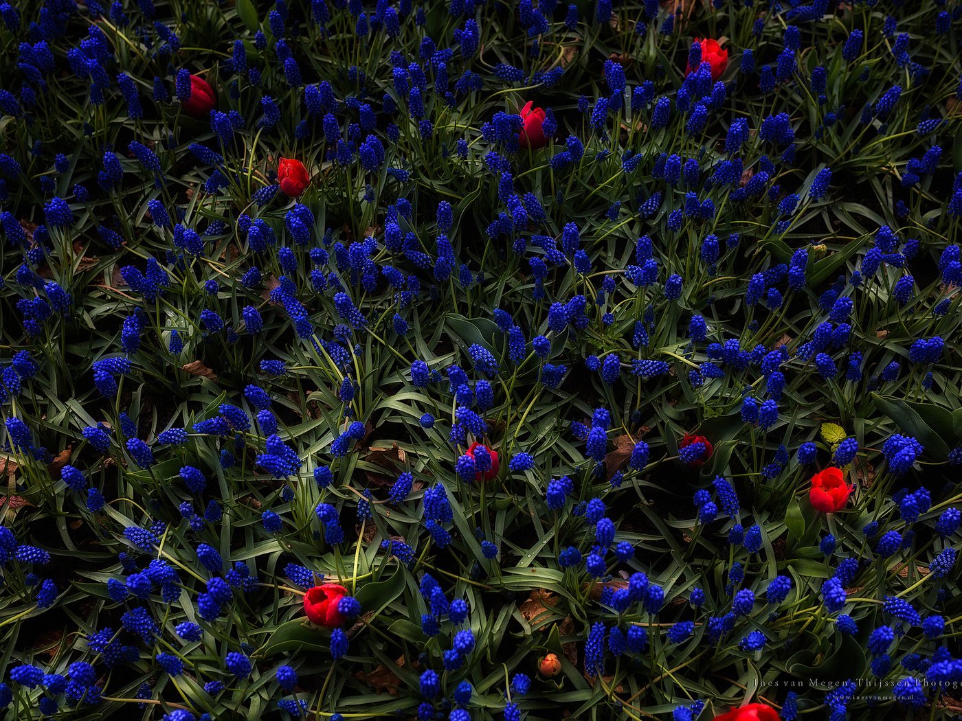 Обои цветы, трава, бутоны, flowers, grass, buds разрешение 2048x1365 Загрузить