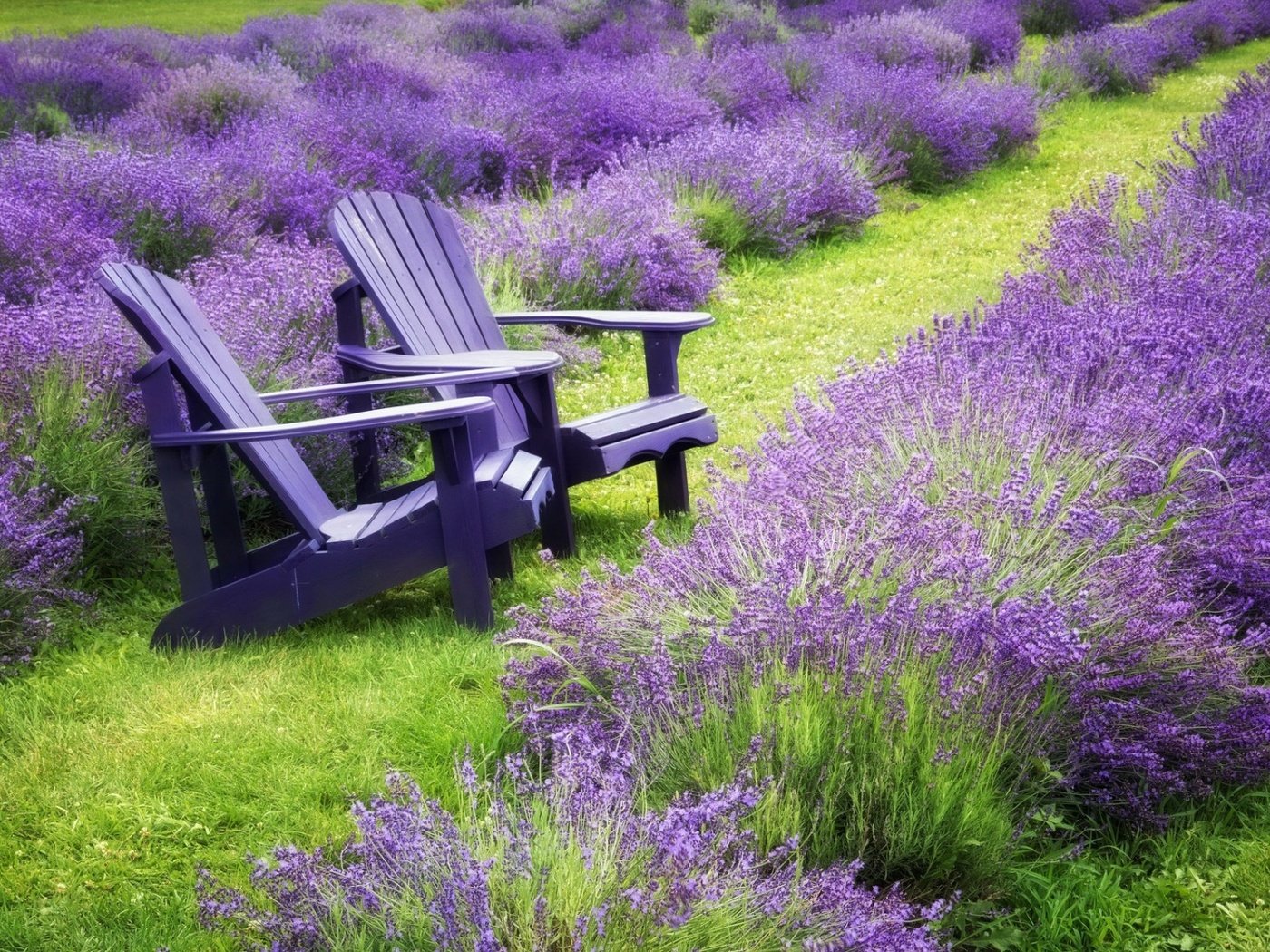 Обои цветы, трава, природа, пейзаж, поле, лаванда, стулья, flowers, grass, nature, landscape, field, lavender, chairs разрешение 1920x1080 Загрузить