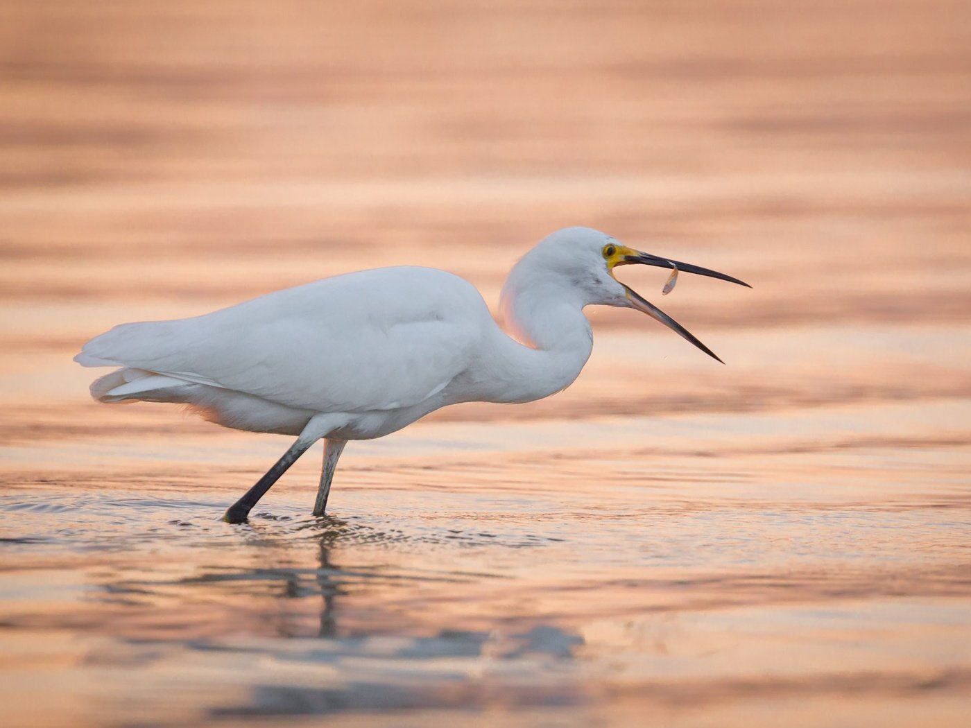 Обои вода, птица, клюв, цапля, белая цапля, water, bird, beak, heron, white egret разрешение 2000x1333 Загрузить