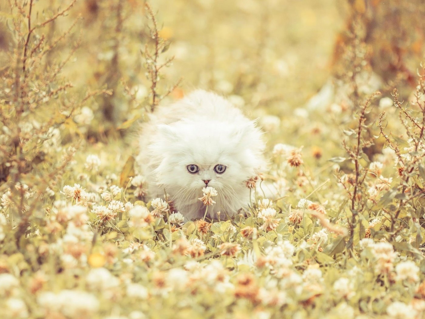 Обои цветы, клевер, кошка, котенок, пушистый, белая, flowers, clover, cat, kitty, fluffy, white разрешение 1920x1200 Загрузить