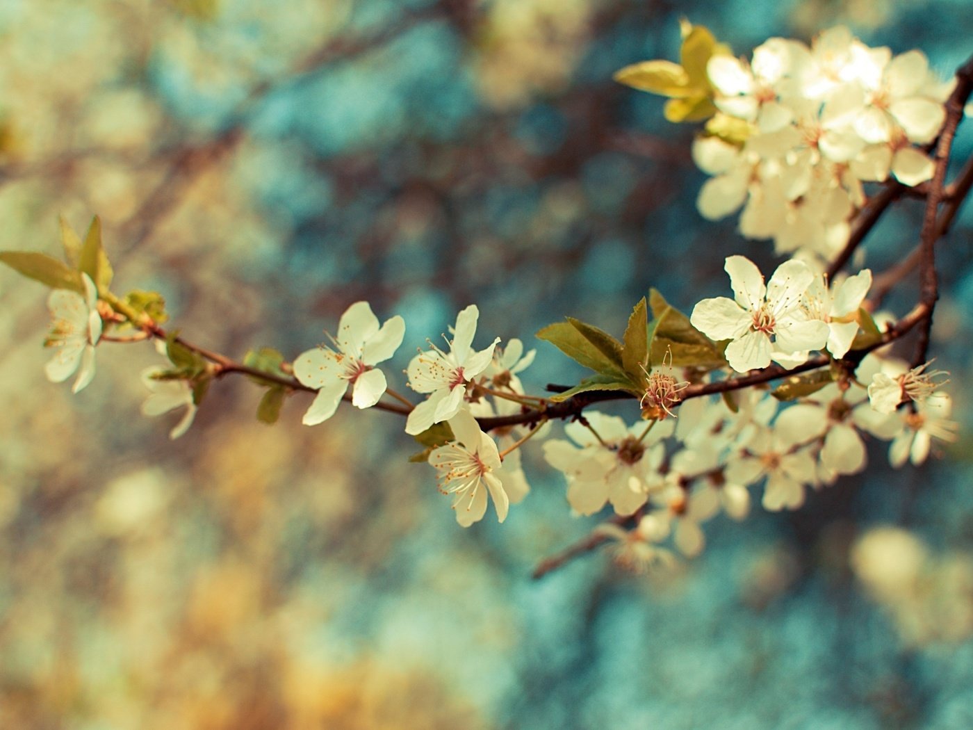 Обои цветы, ветка, цветение, листья, весна, flowers, branch, flowering, leaves, spring разрешение 2560x1600 Загрузить