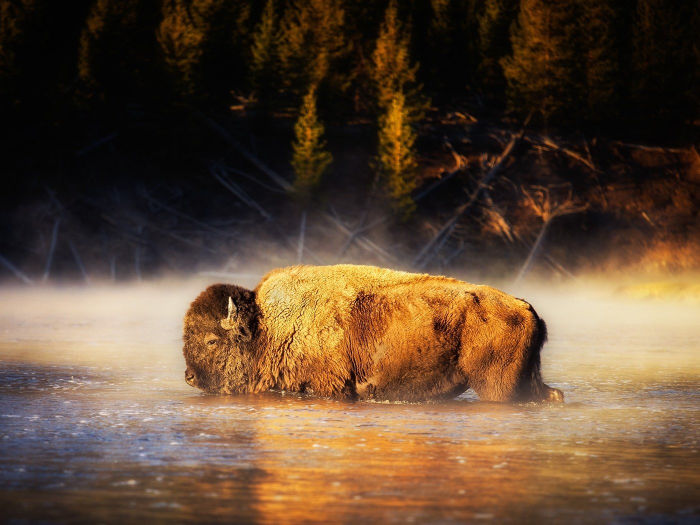 Обои вода, природа, бизон, американский бизон, water, nature, buffalo, american bison разрешение 2000x1334 Загрузить