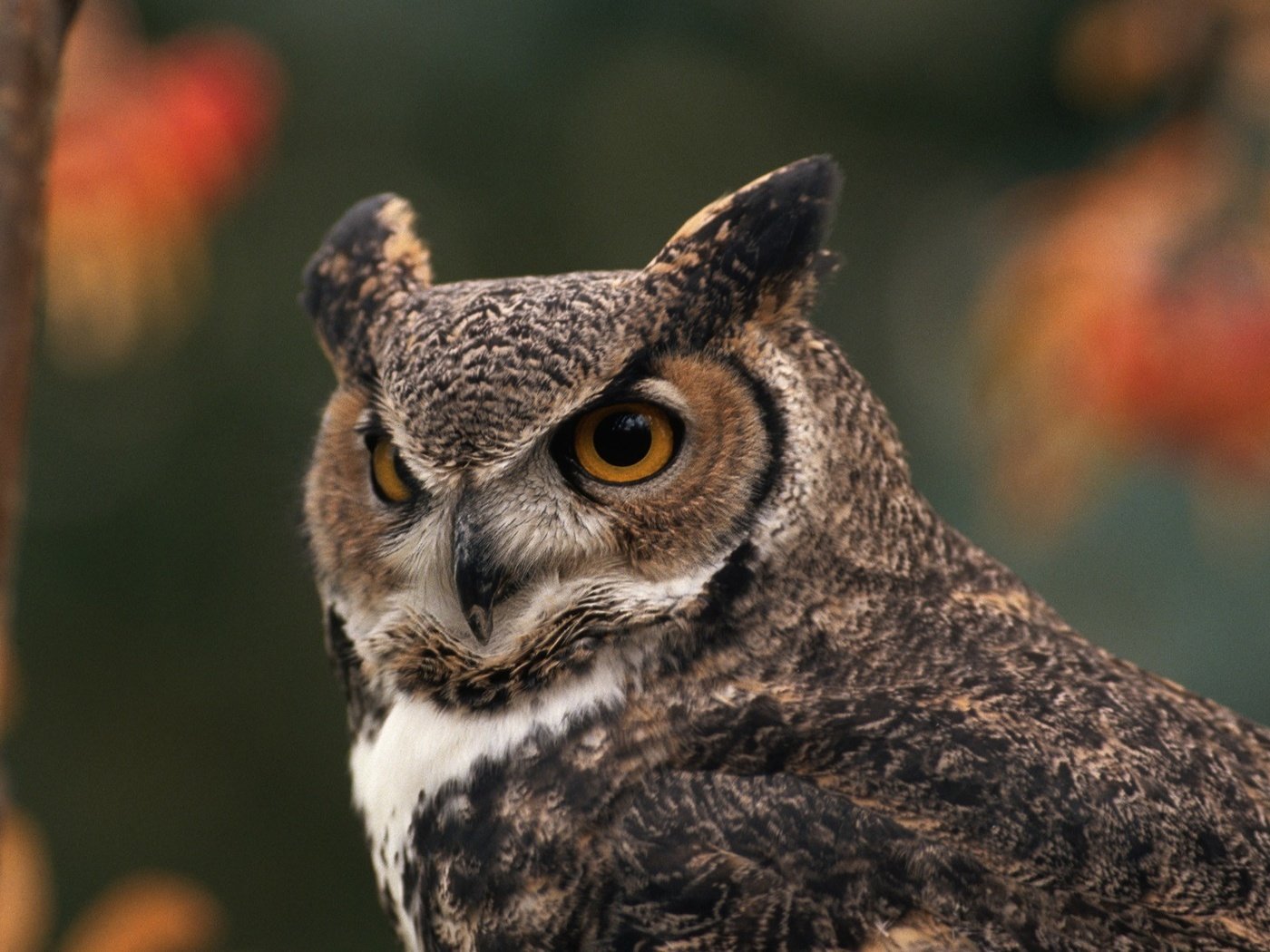 Обои сова, лес, птица, большая рогатая сова, owl, forest, bird, great horned owl разрешение 1920x1200 Загрузить