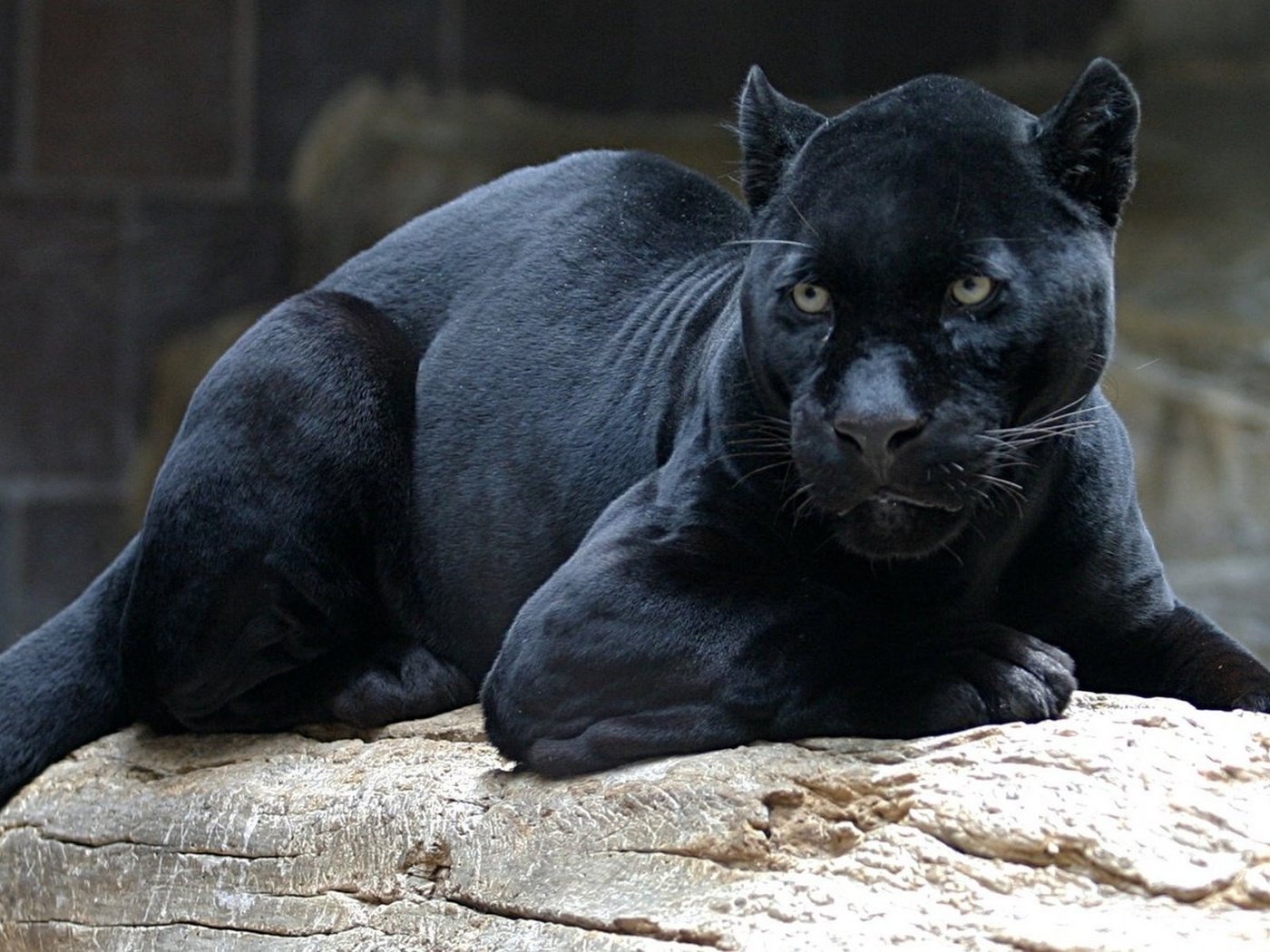 Обои морда, взгляд, хищник, большая кошка, пантера, бревно, чёрная пантера, face, look, predator, big cat, panther, log, black panther разрешение 1920x1200 Загрузить