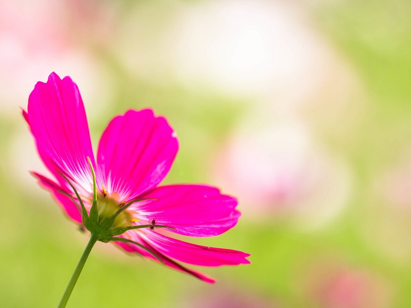 Обои цветок, лепестки, размытость, розовый, космея, flower, petals, blur, pink, kosmeya разрешение 2048x1365 Загрузить