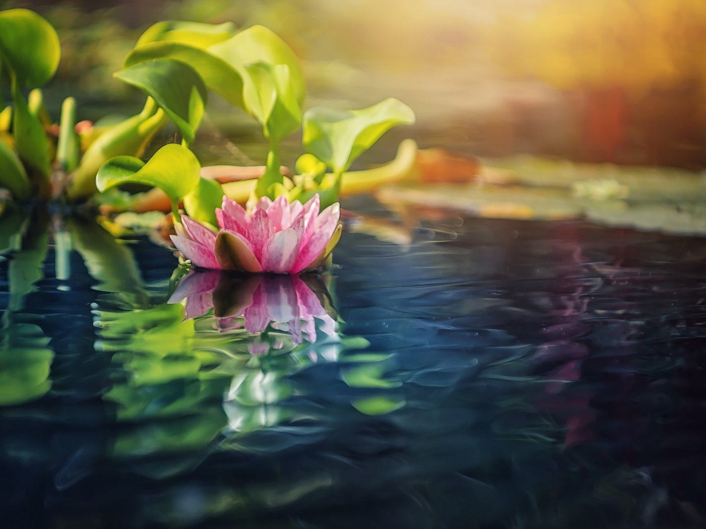 Обои вода, природа, размытость, кувшинка, нимфея, водяная лилия, water, nature, blur, lily, nymphaeum, water lily разрешение 2048x1366 Загрузить