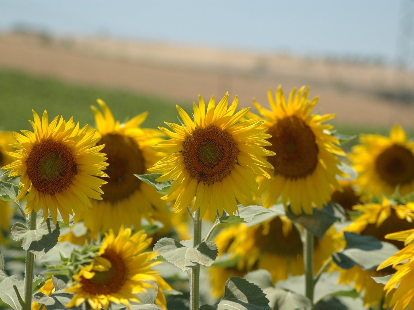 Обои листья, лепестки, подсолнухи, стебли, желтые, leaves, petals, sunflowers, stems, yellow разрешение 3008x2000 Загрузить