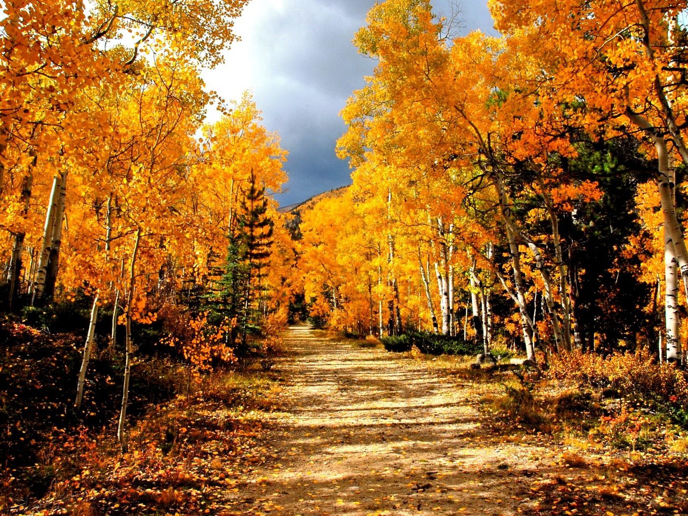 Обои дорога, деревья, лес, березы, осень, road, trees, forest, birch, autumn разрешение 2048x1371 Загрузить