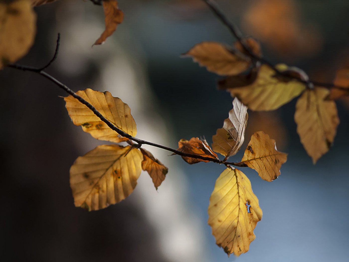 Обои ветка, природа, листья, осень, осенние листья, branch, nature, leaves, autumn, autumn leaves разрешение 1920x1200 Загрузить