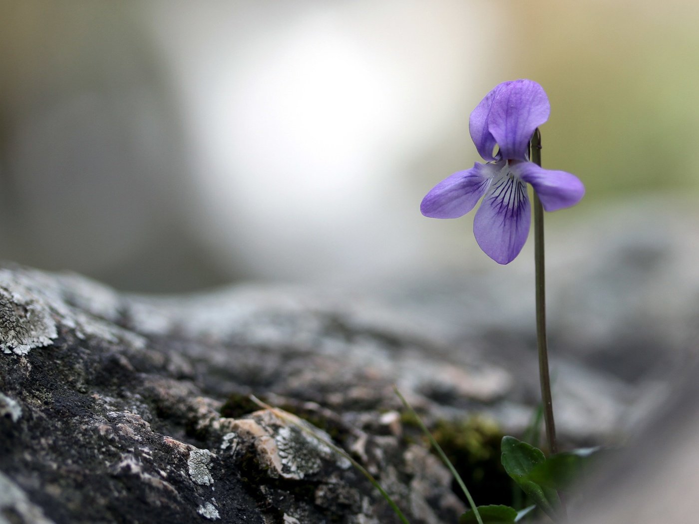 Обои природа, фон, цветок, боке, фиалка, nature, background, flower, bokeh, violet разрешение 2880x1800 Загрузить