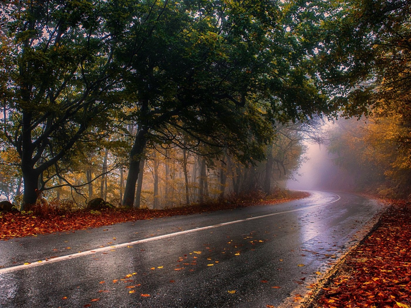 Обои дорога, деревья, природа, лес, пейзаж, туман, осень, дождь, road, trees, nature, forest, landscape, fog, autumn, rain разрешение 1920x1080 Загрузить