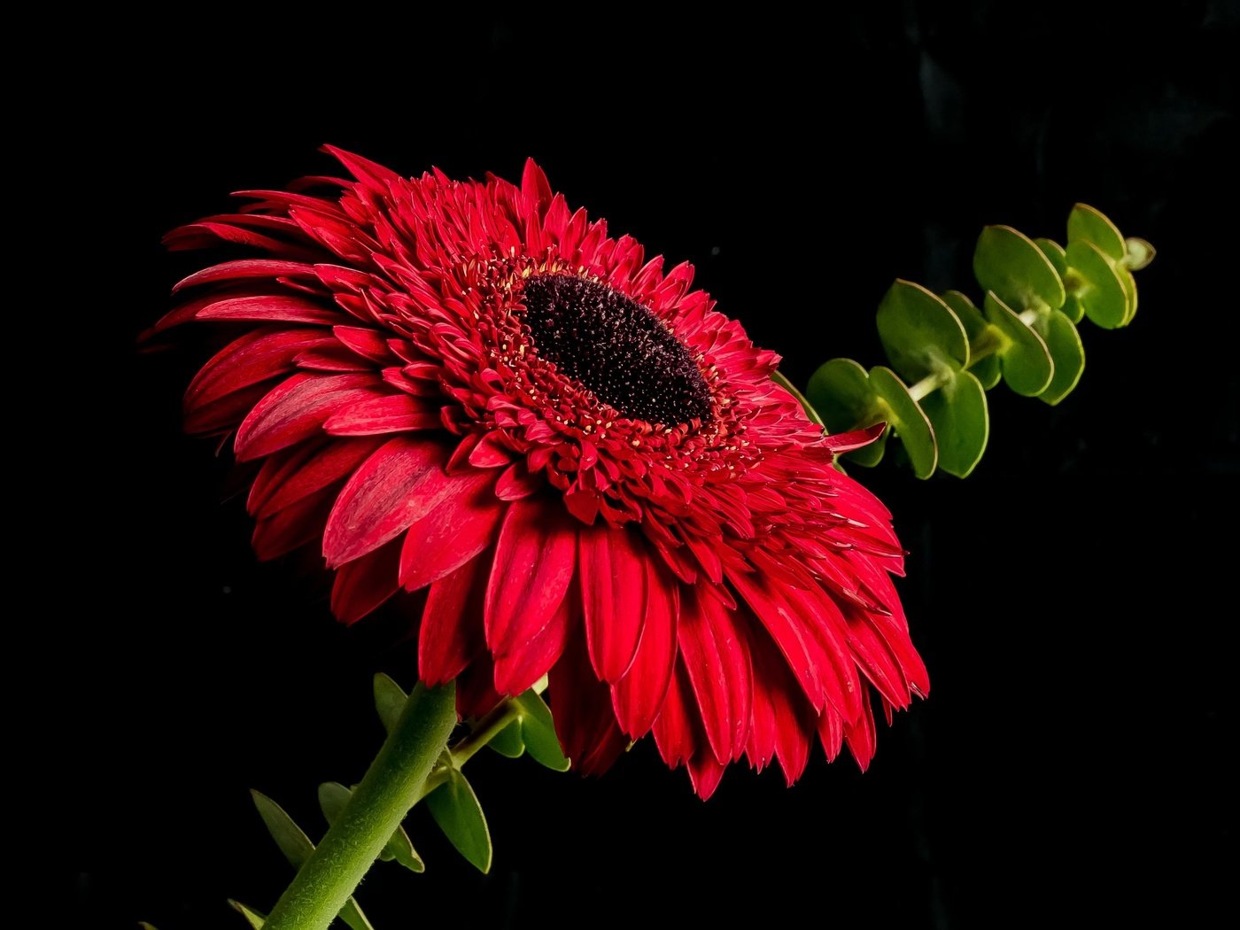 Обои макро, цветок, лепестки, черный фон, стебель, гербера, macro, flower, petals, black background, stem, gerbera разрешение 2794x2096 Загрузить