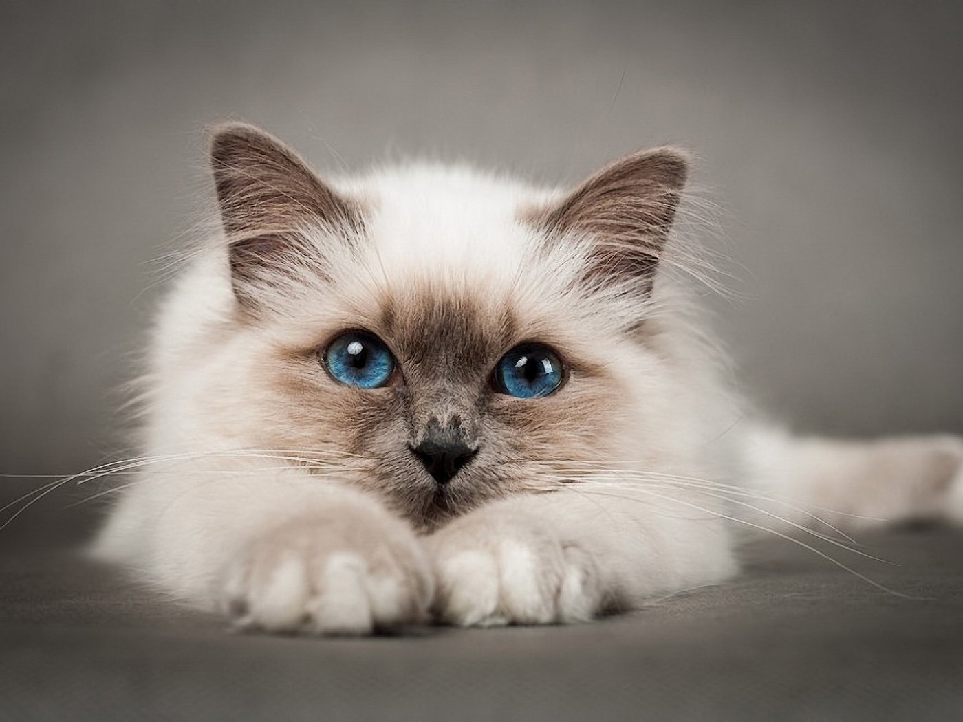 Обои кот, мордочка, кошка, голубые глаза, лапки, котик, бирманская кошка, бирма, cat, muzzle, blue eyes, legs, burmese, burma разрешение 1920x1280 Загрузить