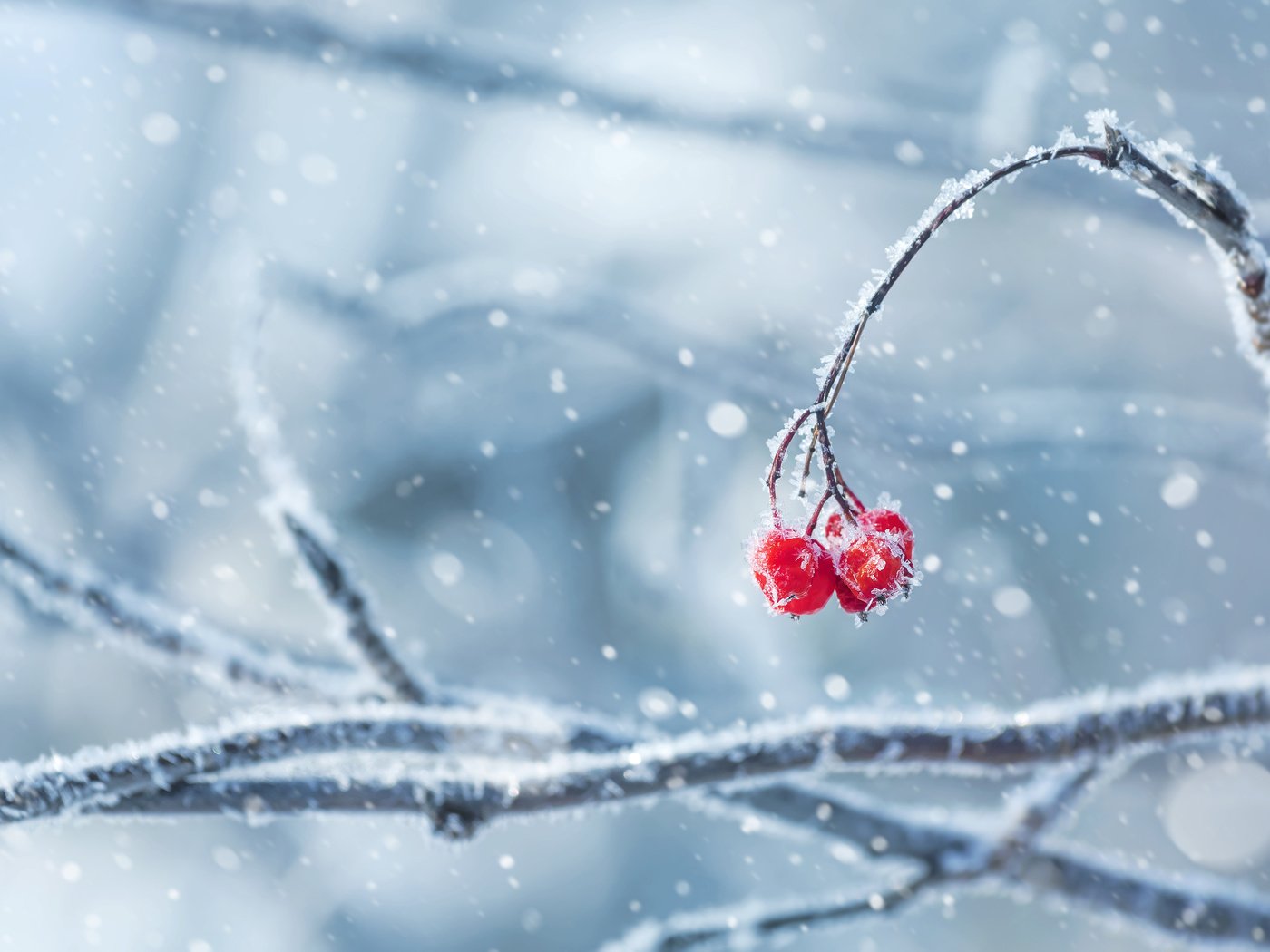 Обои снег, природа, зима, ветки, иней, ягоды, snow, nature, winter, branches, frost, berries разрешение 3840x2400 Загрузить