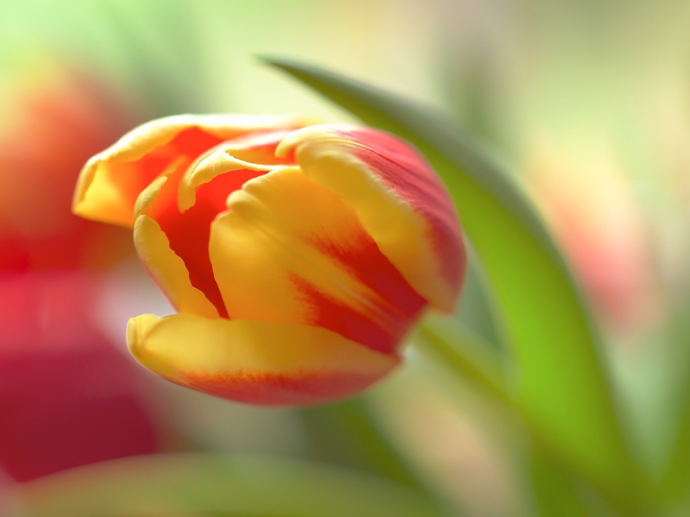 Обои цветок, лепестки, размытость, бутон, тюльпан, flower, petals, blur, bud, tulip разрешение 2400x1759 Загрузить
