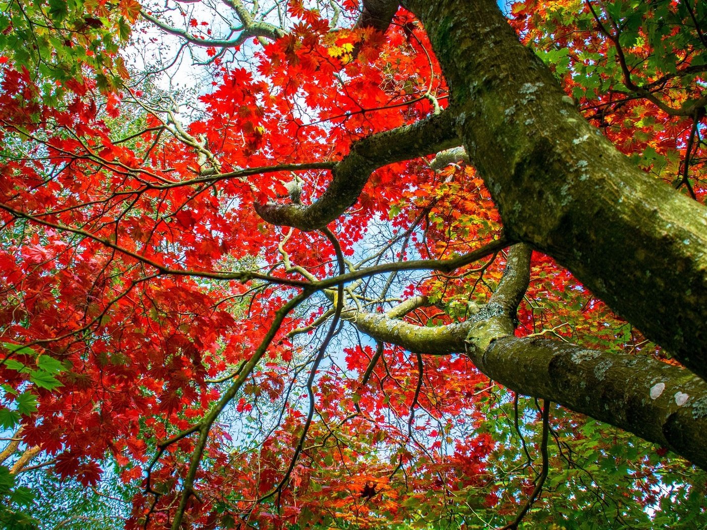 Обои дерево, ветки, осень, клен, tree, branches, autumn, maple разрешение 2048x1365 Загрузить