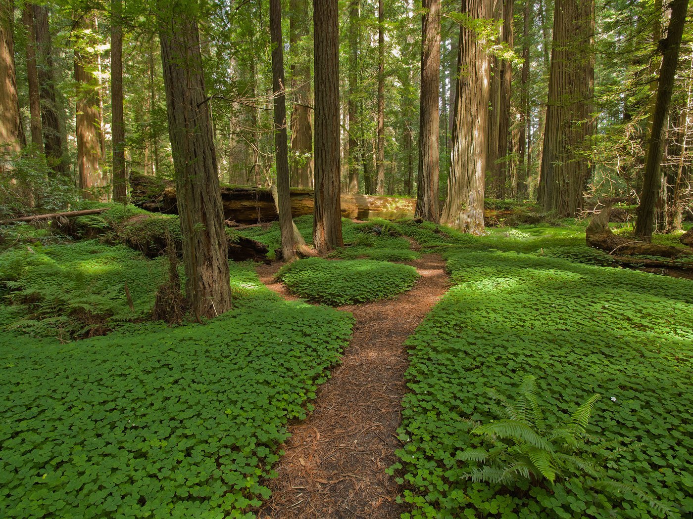 Обои деревья, природа, клевер, лес, стволы, тропинка, папоротник, trees, nature, clover, forest, trunks, path, fern разрешение 3840x2400 Загрузить