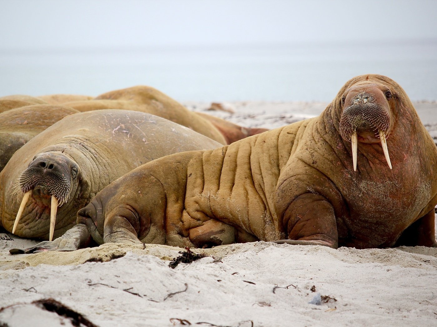 Обои морда, животные, взгляд, морж, ласты, бивни, моржи, face, animals, look, walrus, fins, tusks разрешение 4579x3271 Загрузить