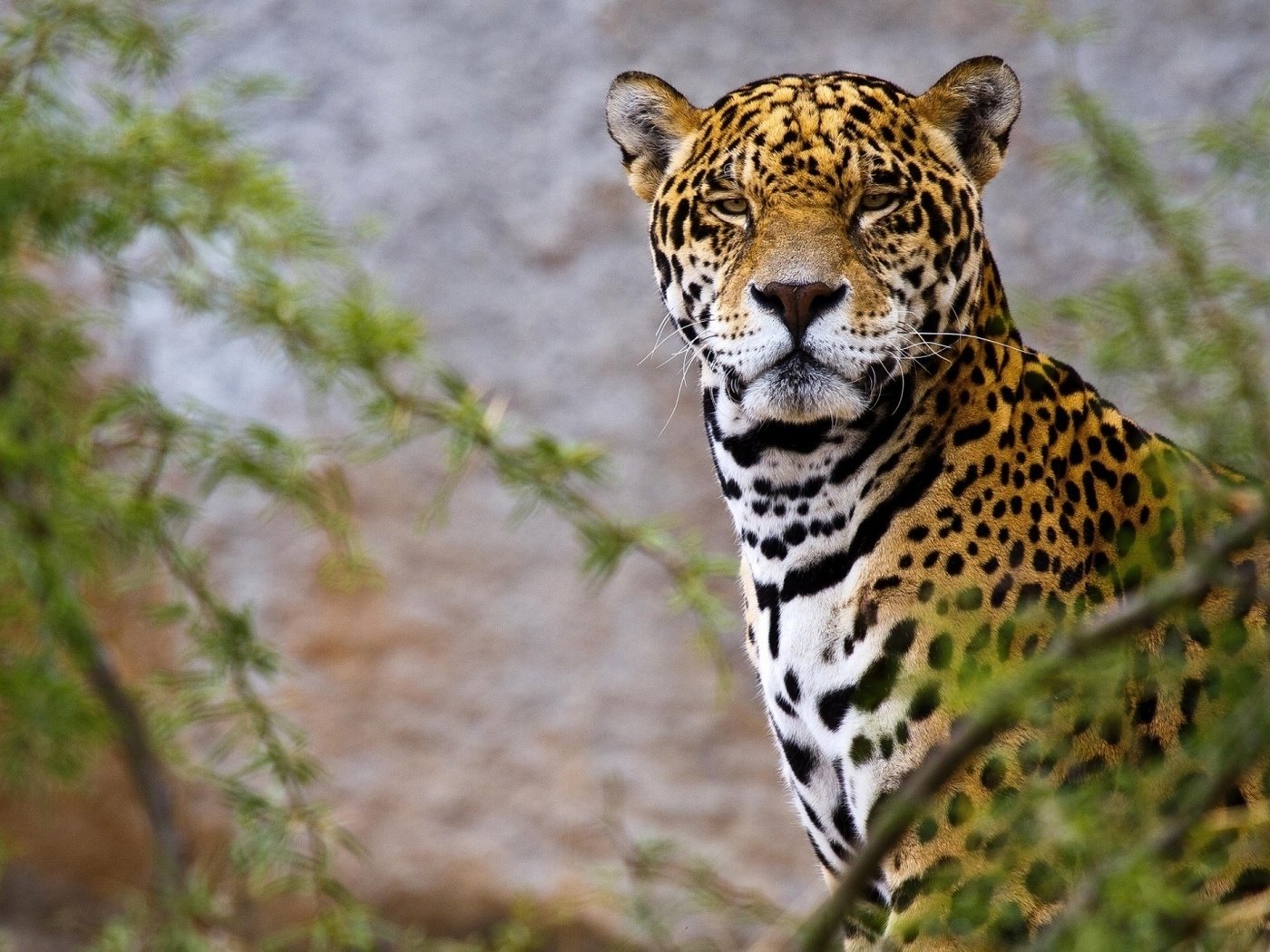 Обои морда, ветки, взгляд, хищник, ягуар, зеленые листья, дикая кошка, face, branches, look, predator, jaguar, green leaves, wild cat разрешение 1920x1080 Загрузить