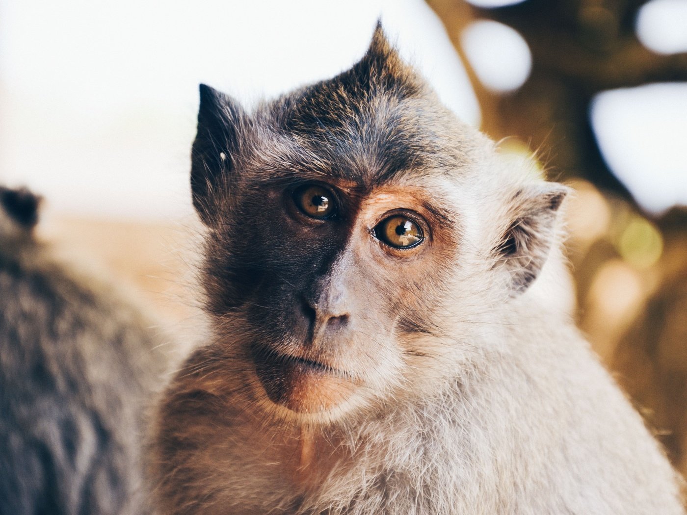 Обои портрет, взгляд, животное, обезьяна, примат, мартышка, portrait, look, animal, monkey, the primacy of разрешение 4928x3264 Загрузить